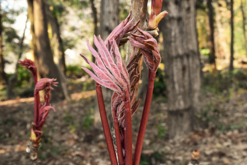 牡丹,植物,ピオニーの新芽,ぼたん