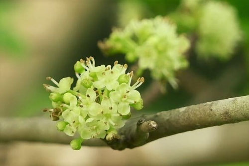 あおはだ,青肌の木,開花