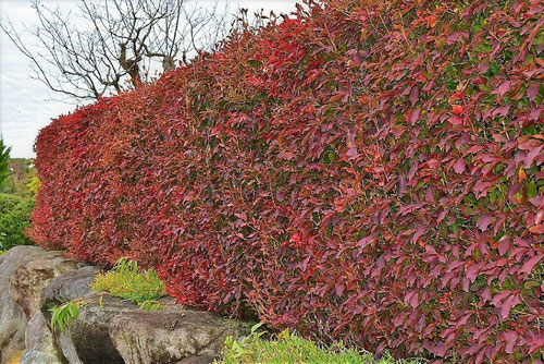 ドウダンツツジ,どうだんつつじ,垣根