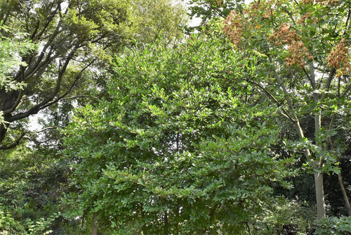 ヒメコブシの木,樹形,シデコブシ