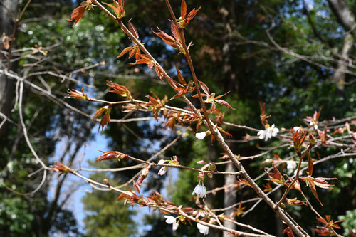 新芽,芽吹き,ヤマザクラ,やまざくら,山桜
