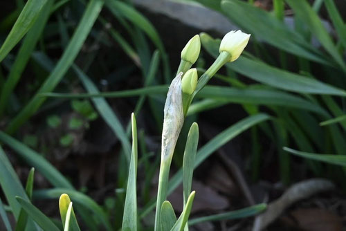 スイセンの花,蕾の様子