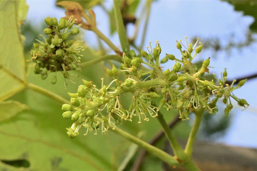 grapevine flower in Japan