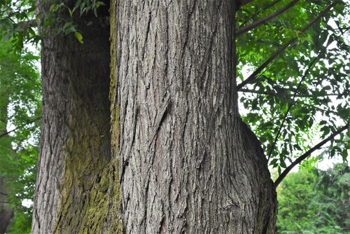 chinaberry tree,trunk