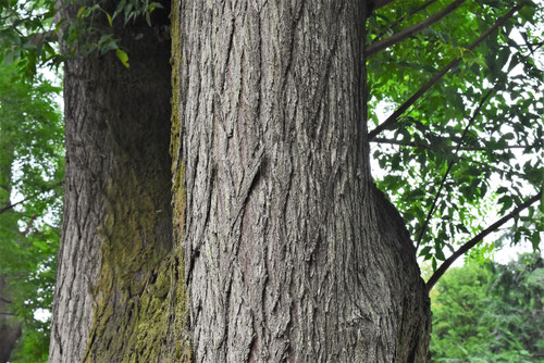 センダンの木,せんだん,chinaberry tree,trunk