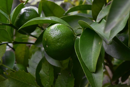 シークワーサー