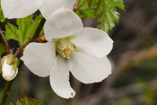 きいちごの花,モミジイチゴ,もみじいちご