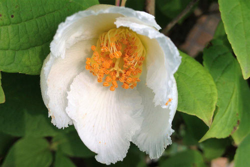 シャラノキの花,特徴,画像,夏椿