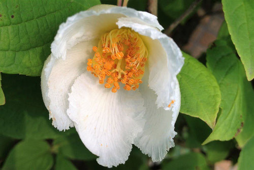夏椿,ナツツバキ,なつつばき,シャラノキの花,特徴,画像