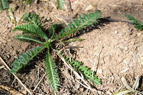 Siberian Yarrow
