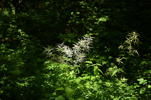 山吹しょうま,野草