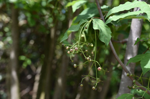 ツリバナ,つりばな,実,樹木,吊り花