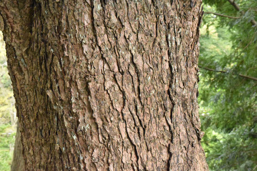 Northern Japanese Hemlock,trunk