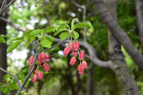 紅満天星の花,べにどうだん