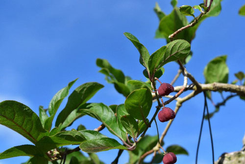 紅まゆみの木,植物