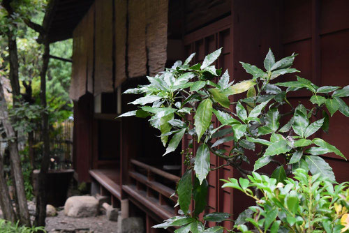 あおきの木,育て方,植物