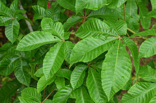 Red horse chestnut