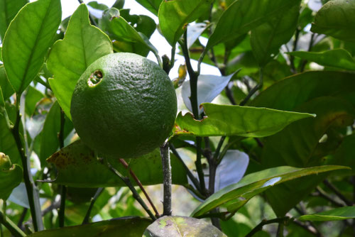 ネーブルオレンジ