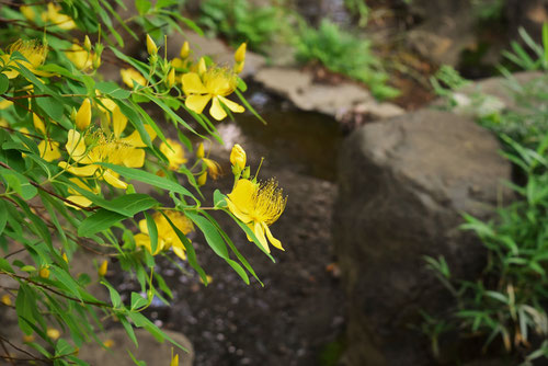 植える場所,ビヨウヤナギ,びようやなぎ