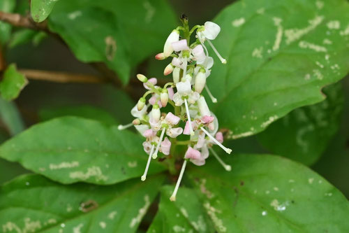 ホツツジ,花,ほつつじ,穂躑躅