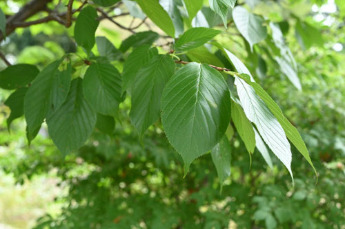 陽光桜の葉,ヨウコウザクラ