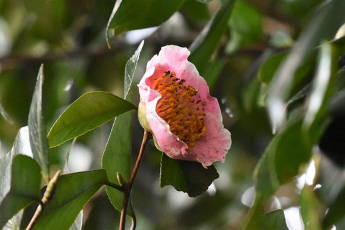 肥後椿（ひごつばき）