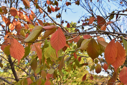 丁字桜,紅葉
