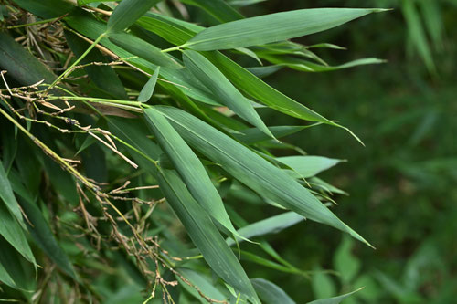 Fish pole bamboo