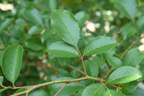 ナニワイバラ,難波薔薇,なにわいばら,浪速茨