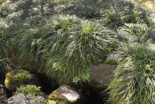 りゅうのひげ,植物