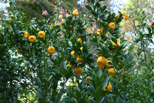 コウジミカン,画像,こうじ,植物