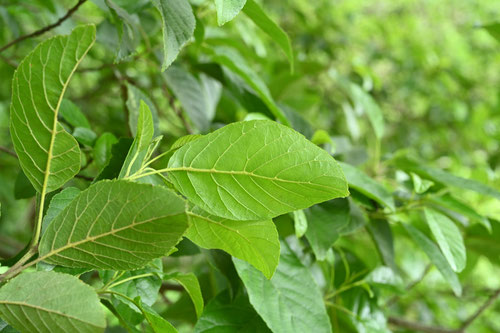 Japanese alder,leaf,picture