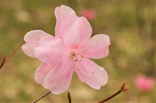 八潮つつじ,花