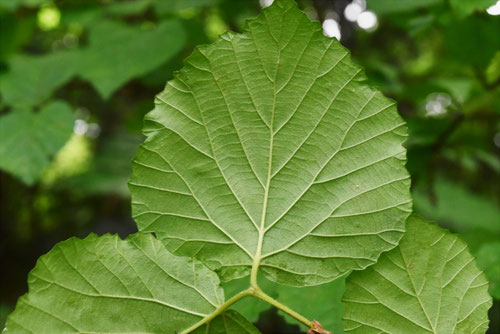 がまずみ,シモフリグミ,葉っぱ,ガマズミ,特徴