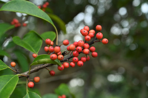 赤い実のなる木の名前,春,夏,秋,冬,食べられる