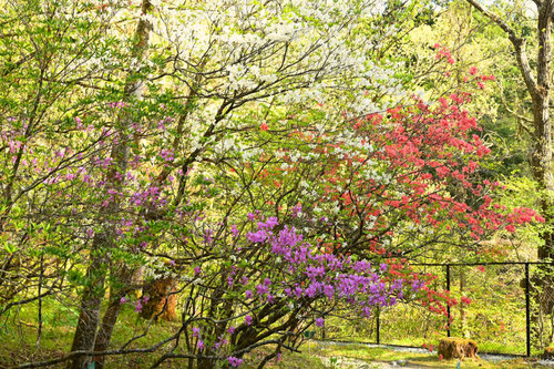 トウゴクミツバツツジの花,とうごくみつばつつじ,樹木