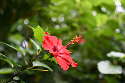 ぶっそうげ,植物図鑑,ハイビスカス