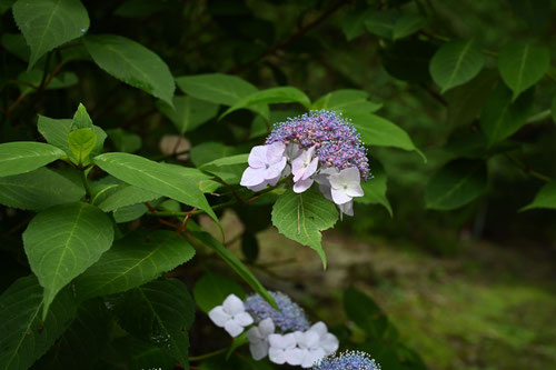 やまあじさい,山紫陽花,開花時期,ヤマアジサイ