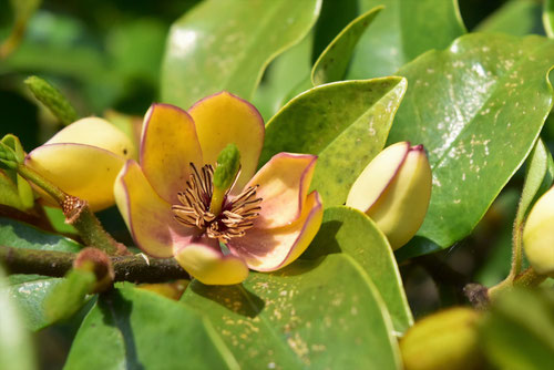 Banana shrub,Banana bush,flower