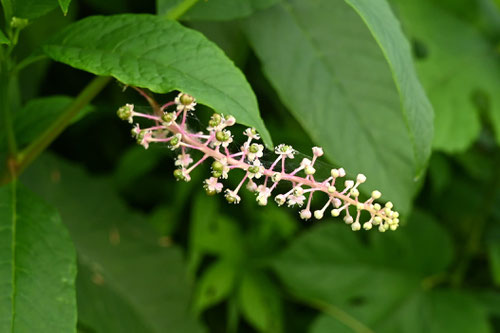 茎が赤紫の大きな雑草