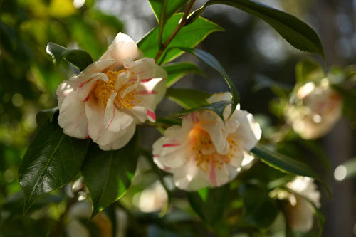 縞柄の椿の花