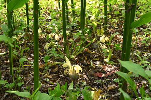 ミョウガ,みょうが,茗荷,花