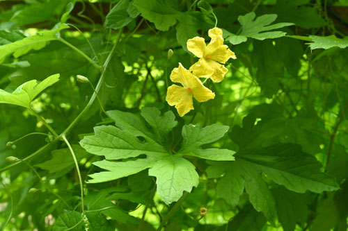 にがうり,開花時期