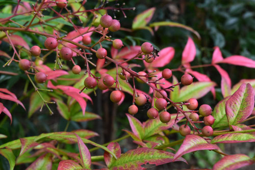 ナンテンの実,画像,なんてん,南天の木