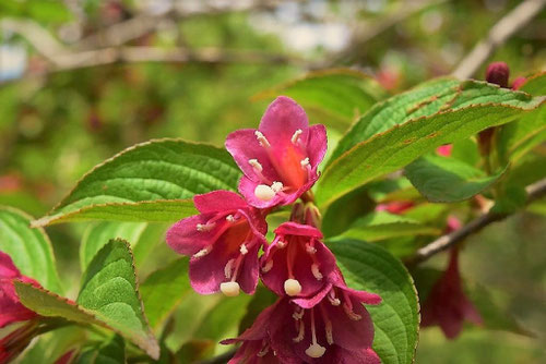 ニシキウツギの花,にしきうつぎ