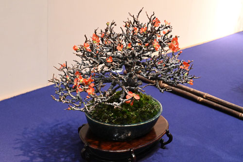 Choujyu-bai,Bonsai