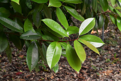 Taiwanese photinia