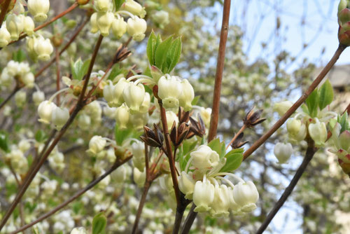 ドウダンツツジ,花,どうだんつつじ