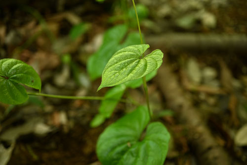 やまいも,植物