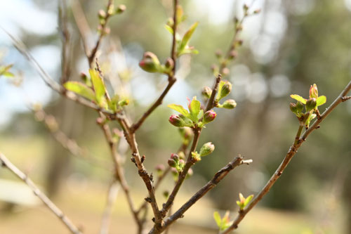 庭梅,ニワウメ,にわうめ,開花時期